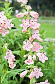 PENSTEMON PENSHAM CAPRICORN MOON