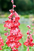 PENSTEMON CHESTER SCARLET
