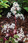 SAXIFRAGA FORTUNEI