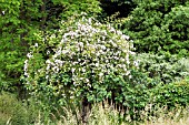 RAMBLING ROSE CLIMBING THROUGH APPLE TREE