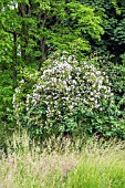 RAMBLING ROSE CLIMBING THROUGH APPLE TREE