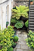 COURTYARD GARDEN