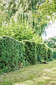 MIXED SPECIES GARDEN HEDGE