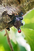 BACTERIAL CANKER ON PLUM