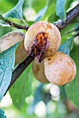 PLUM DAMAGED BY INSECTS