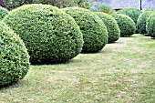 TOPIARY BUXUS