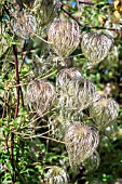 CLEMATIS BILL MACKENZIE