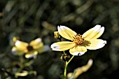 BIDENS AUREA HANNAYS LEMON DROP