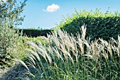 MISCANTHUS SINENSIS ADAGIO