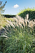 MISCANTHUS SINENSIS ADAGIO