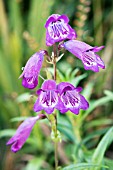 PENSTEMON VERSUVIUS