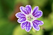 GERANIUM NODOSUM DARKEST HEART