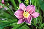 HEMEROCALLIS MEADOW SPRITE