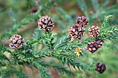 CRYPTOMERIA JAPONICA