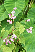 BEGONIA GRANDIS SUBSP. EVANSIANA