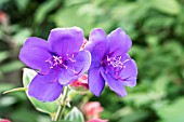 TIBOUCHINA URVILLEANA