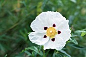 CISTUS X DANSEREAUI