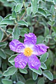 CISTUS X BORNETIANUS JESTER