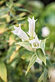 GENTIANA ASCLEPIADEA ALBA