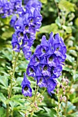 ACONITUM CARMICHAELII ARENDSII