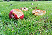 WINDFALL APPLES EATEN BY BIRDS