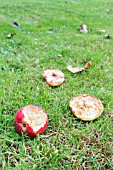 WINDFALL APPLES EATEN BY BIRDS