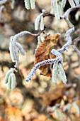 CORYLUS AVELLANA CONTORTA