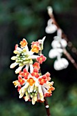 EDGEWORTHIA CHRYSANTHA RED DRAGON