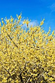 FORSYTHIA NORTHERN GOLD