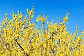 FORSYTHIA NORTHERN GOLD