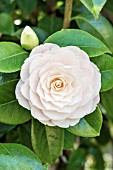 CAMELLIA JAPONICA COMMANDER MULROY