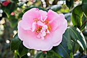 CAMELLIA FELICE HARRIS