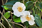 CAMELLIA X WILLIAMSII COPPELIA ALBA