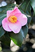 CAMELLIA X WILLIAMSII PHILLIPPA FORWARD