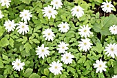 ANEMONE NEMOROSA WHITE FRINGED