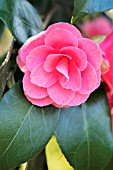 CAMELLIA JAPONICA JUNE MCCASKILL