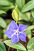 VINCA MINOR LA GRAVE