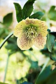 HELLEBORUS X HYBRIDUS YELLOW SPECKLED