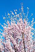 PRUNUS PENDULA VAR. ASCENDENS ROSEA