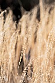 MISCANTHUS SINENSIS KLEINE SILBERSPINNE