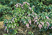 PIERIS JAPONICA KATSURA