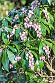 PIERIS JAPONICA KATSURA