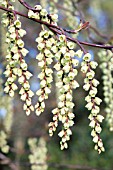 STACHYURUS CHINENSIS CELINA