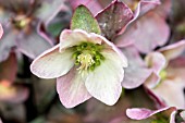 HELLEBORUS X ERICSMITHII RUBY GLOW