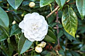 CAMELLIA JOHN HUNT