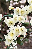 RHODODENDRON GOLDEN ORIOLE GROUP