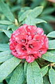 RHODODENDRON OCHRACEUM