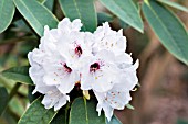 RHODODENDRON UVARIIFOLIUM VAR. GRISEUM