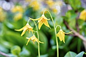 ERYTHRONIUM TUOLUMNENSE