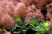 COTINUS COGGYGRIA,  SMOKE TREE (OR VENETIAN SUMAC)